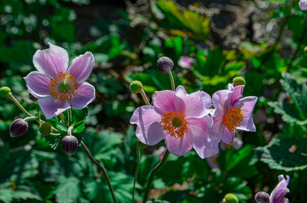 Anemone hupehensis 'September Charm'