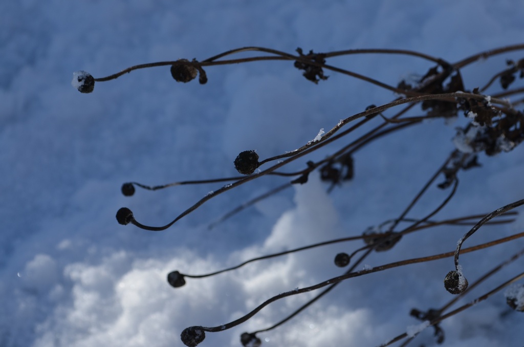 Anemone hybrida 'Königin Charlotte'