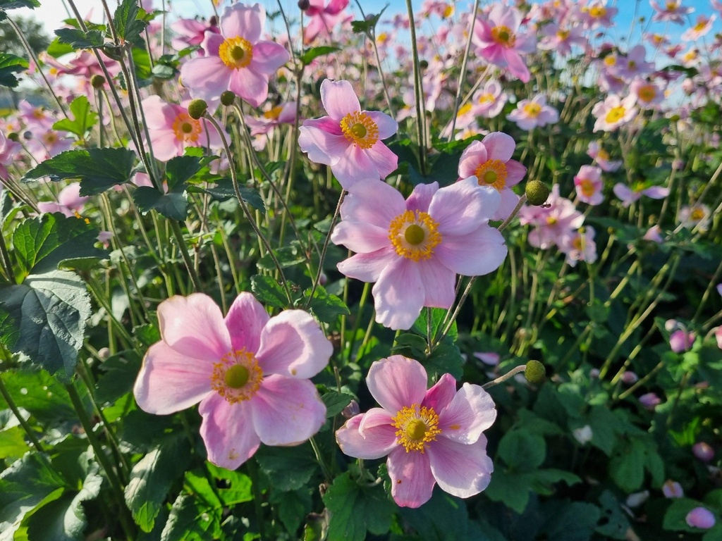 Anemone hybrida 'Königin Charlotte'