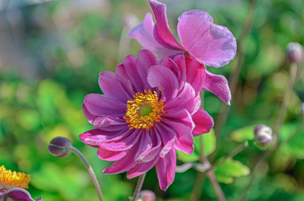 Anemone hybrida (x) 'Pamina' (Bio)