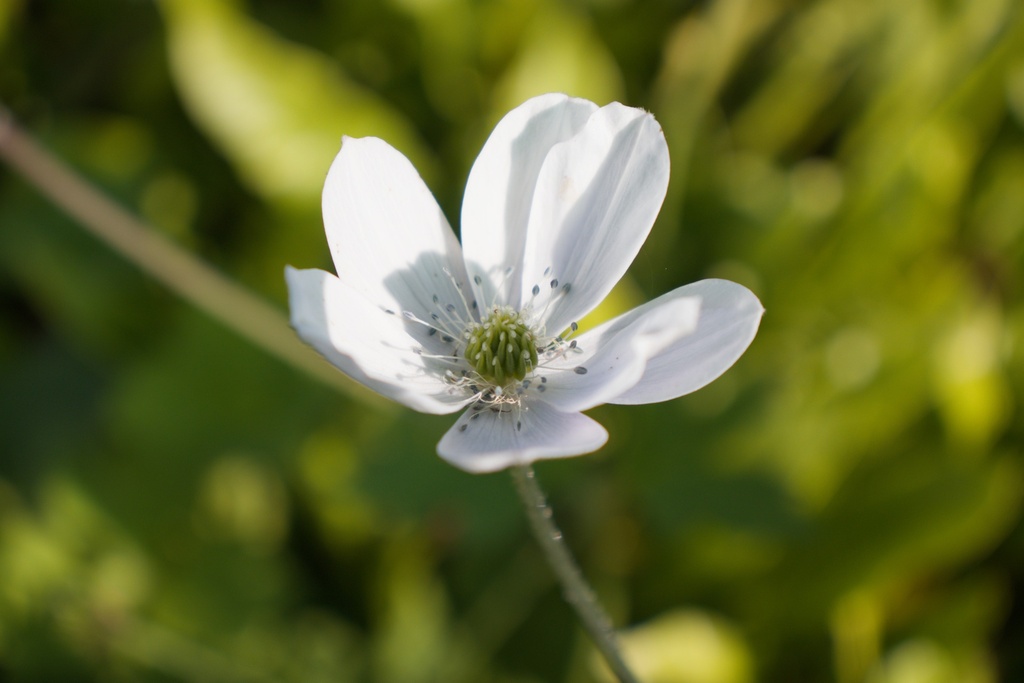 Anemone leveillei (Bio)