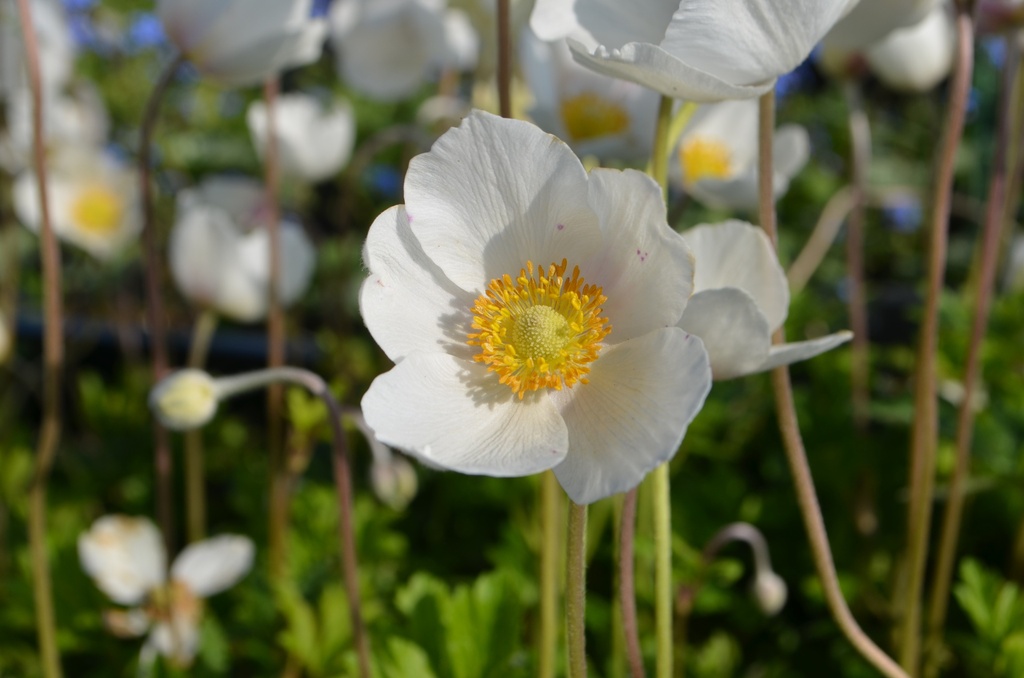 Anemone sylvestris (Bio)