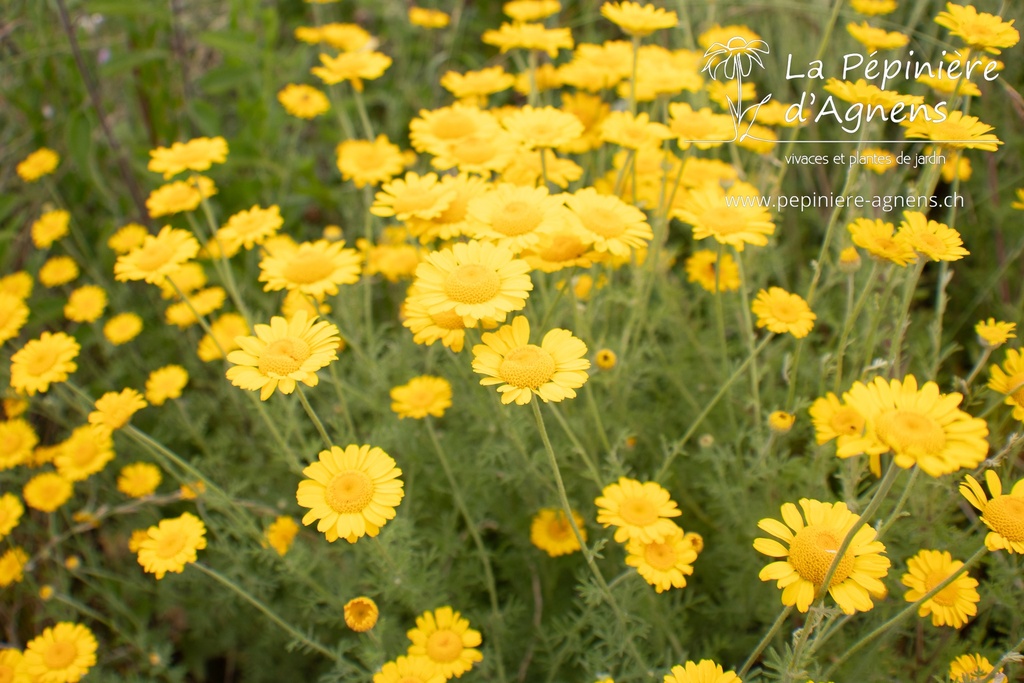 Anthemis tinctoria (Bio)
