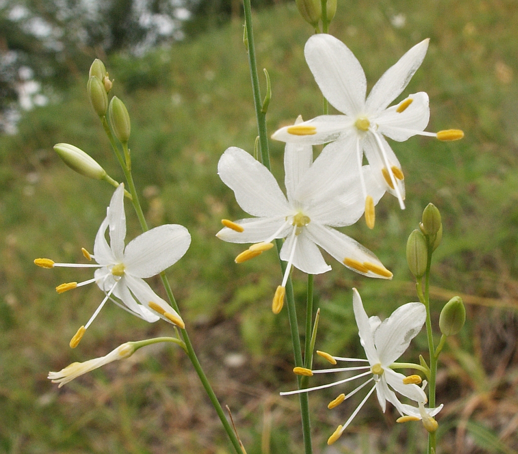 Anthericum ramosum (Bio)