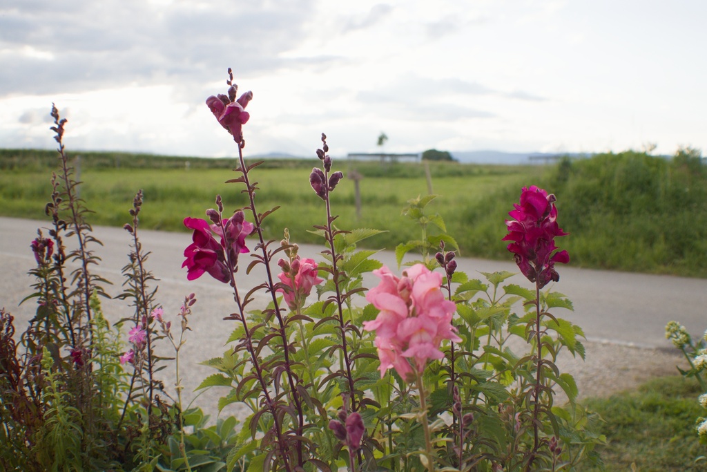 Antirrhinum majus