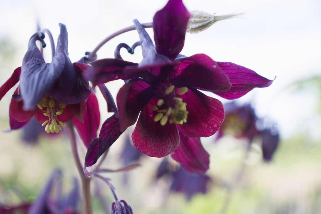 Aquilegia atrata (Bio)