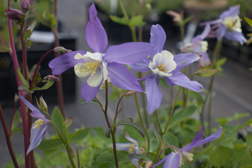 Aquilegia caerulea 'Blue Star' (Bio)