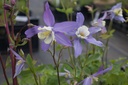 Aquilegia caerulea 'Blue Star'
