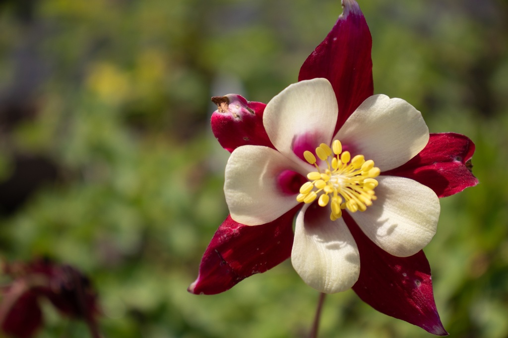 Aquilegia caerulea 'Crimson Star' (Bio)