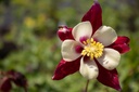 Aquilegia caerulea 'Crimson Star'