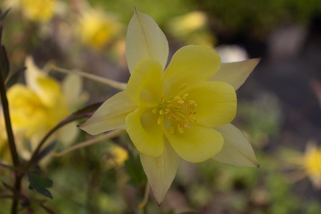 Aquilegia chrysantha 'Yellow Queen'