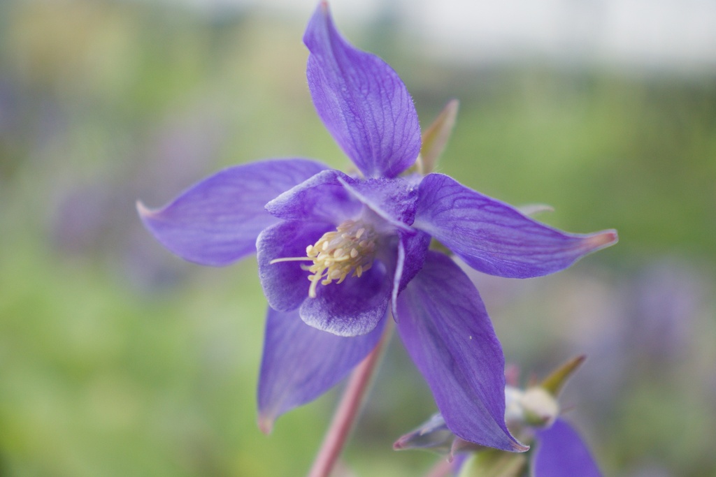 Aquilegia vulgaris (Bio)