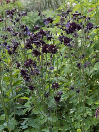 Aquilegia vulgaris 'Black Barlow'