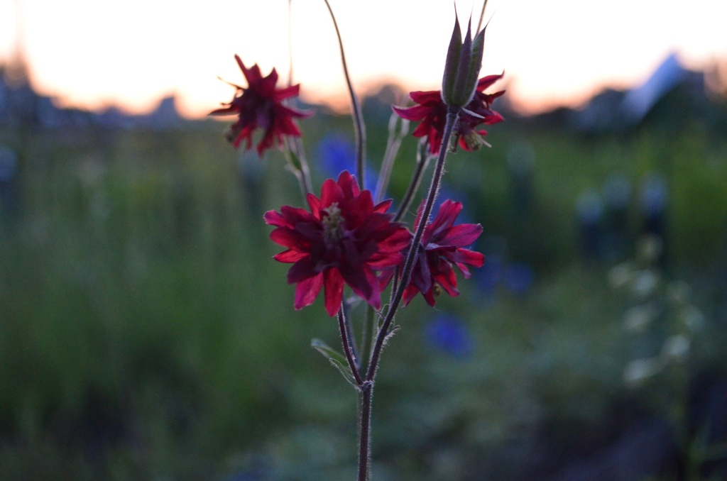 Aquilegia vulgaris 'Bordeaux Barlow' (Bio)