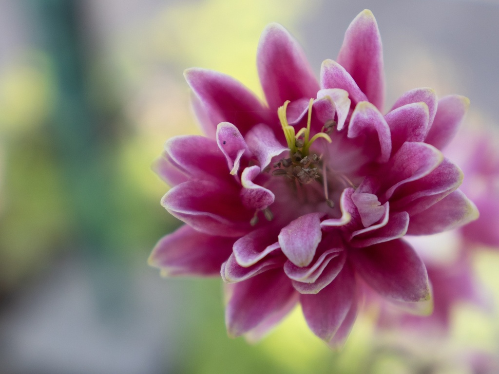 Aquilegia vulgaris 'Nora Barlow' (Bio)
