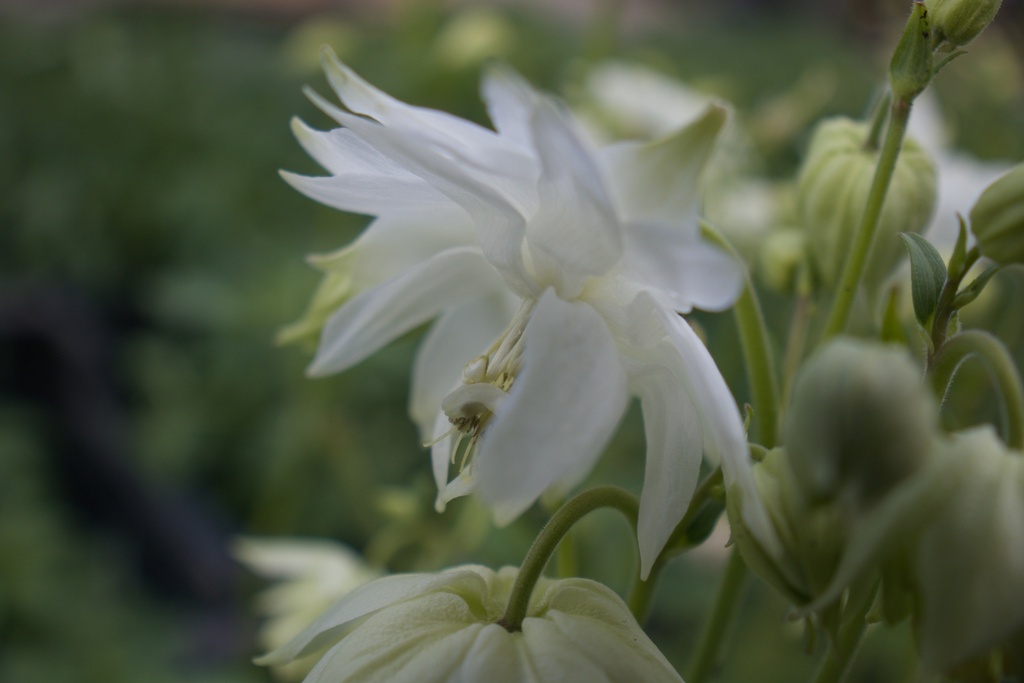 Aquilegia vulgaris 'White Barlow' (Bio)