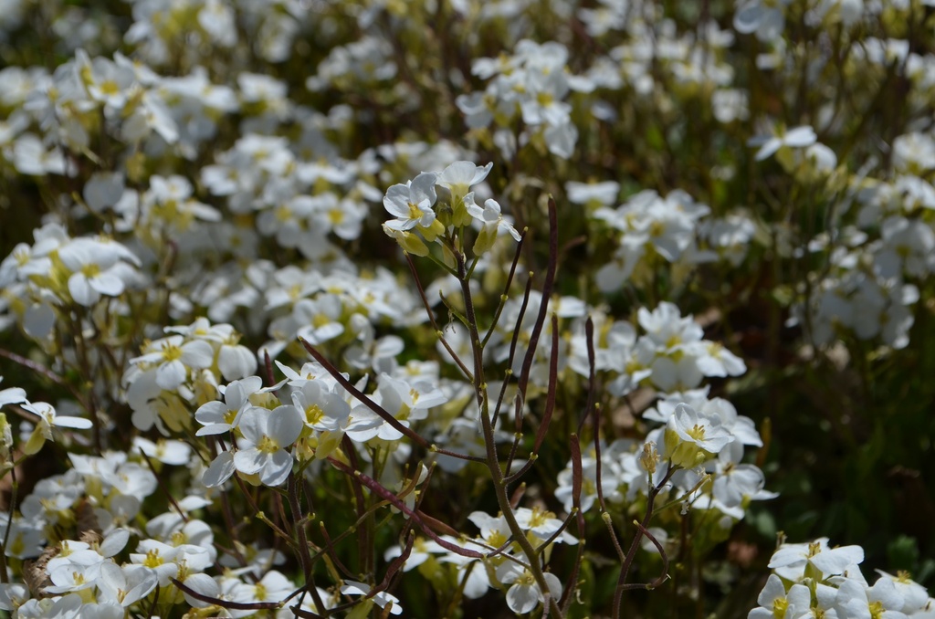 Arabis caucasica 'Compacta Schneeball' (Bio)