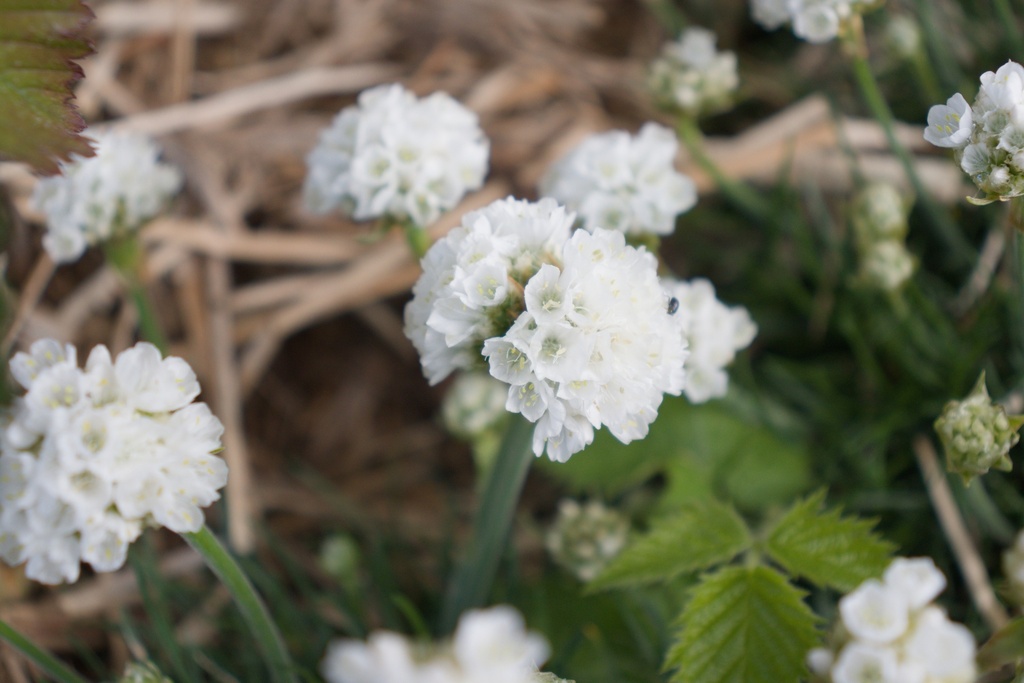 Armeria maritima 'Alba' (Bio)