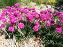Armeria maritima 'Düsseldorfer Stolz'
