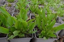 Armoracia rusticana