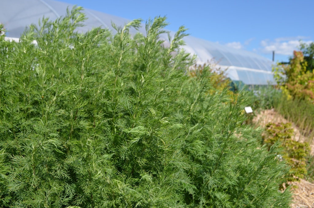 Artemisia abrotanum 'Citrina' (Bio)