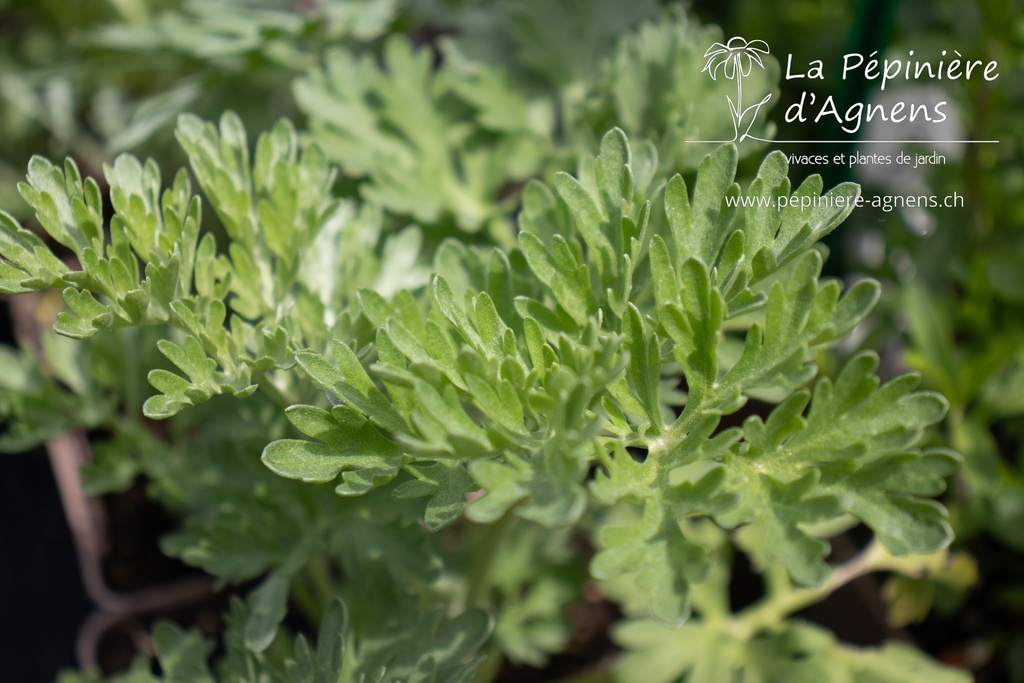 Artemisia absinthium