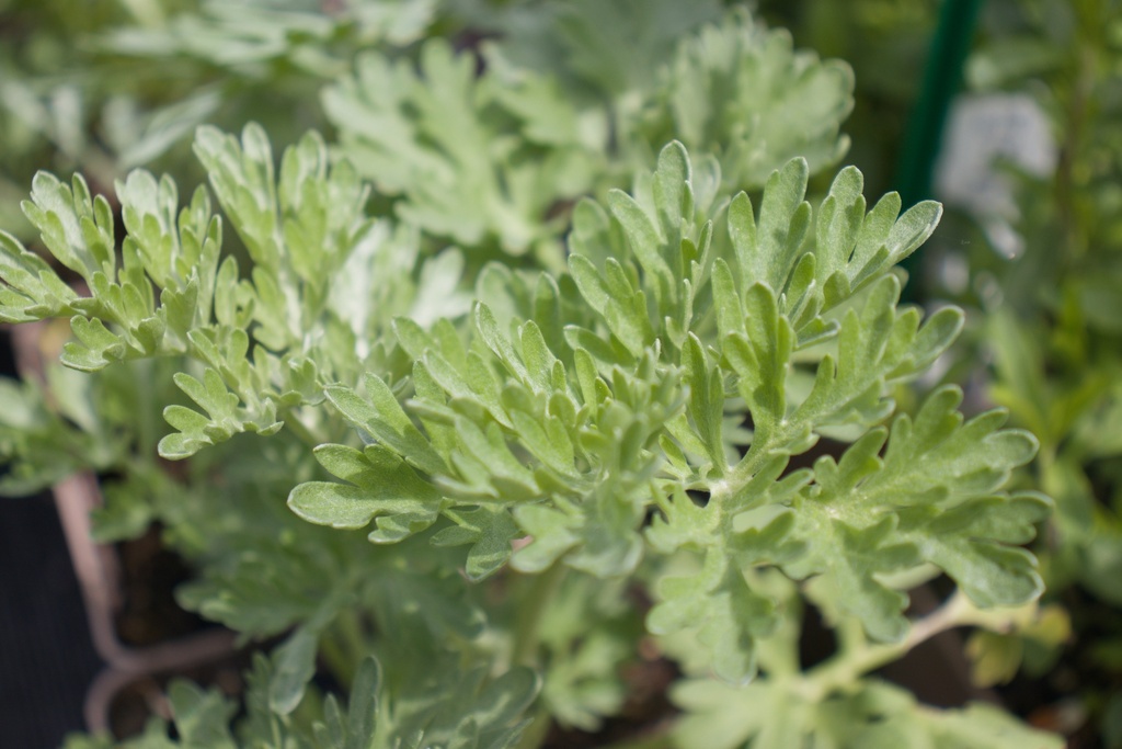 Artemisia absinthium (Bio)