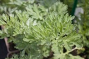 Artemisia absinthium