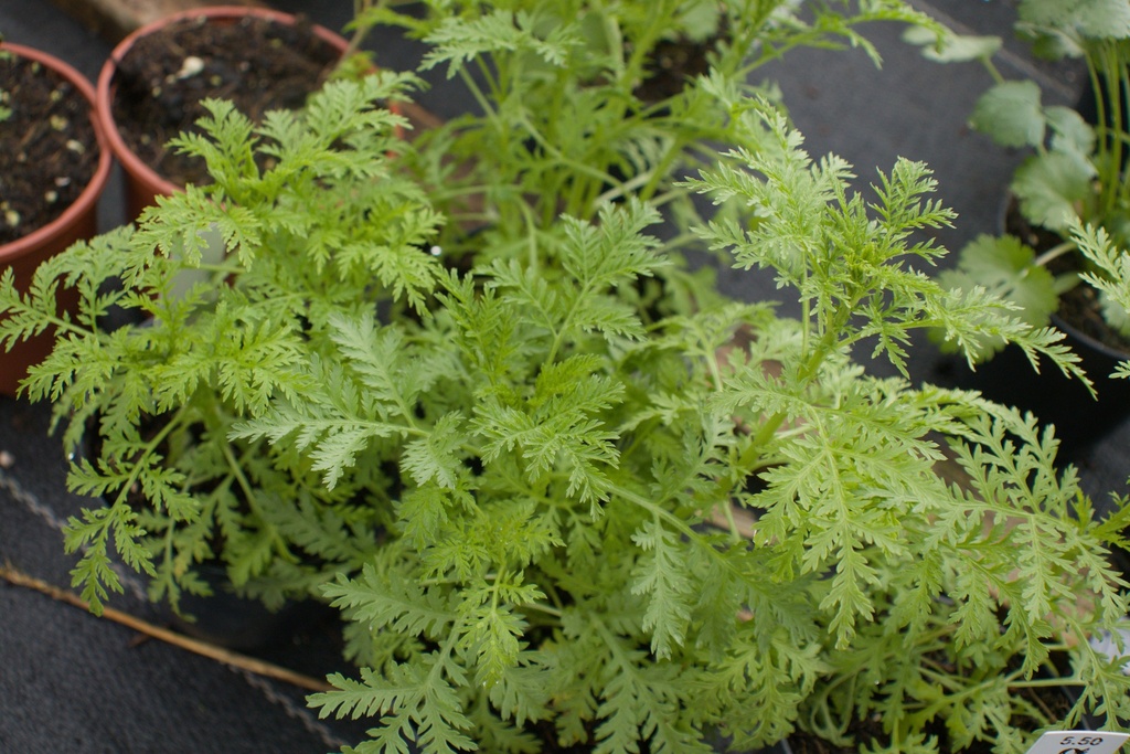 Artemisia annua (Bio)