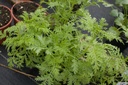 Artemisia annua