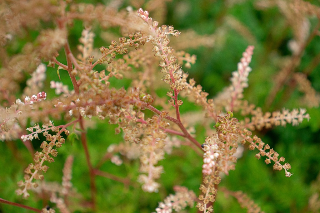 Aruncus aethusifolius
