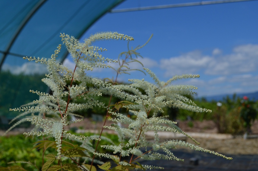 Aruncus dioicus