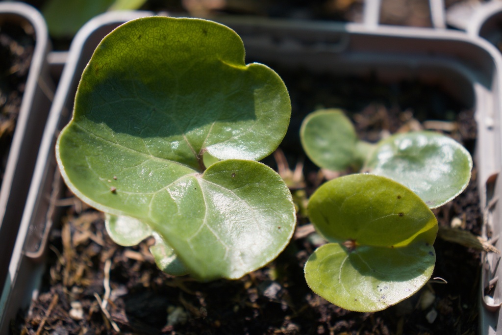 Asarum europaeum