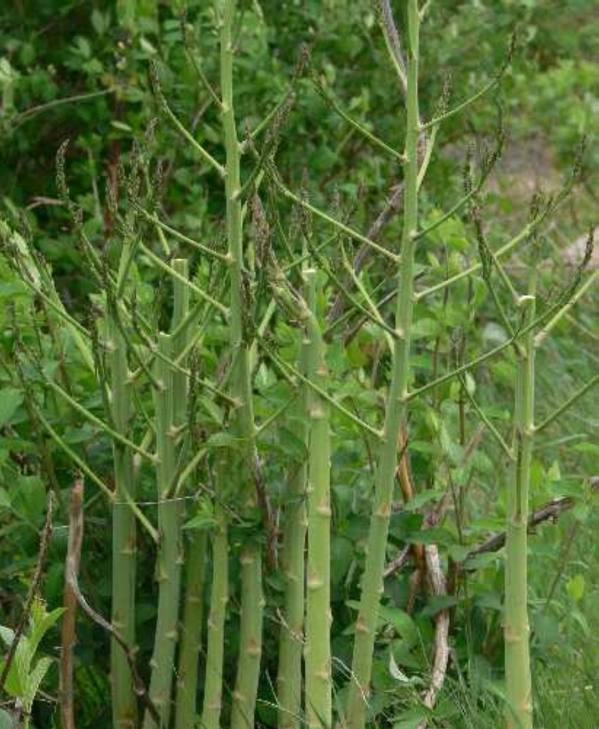 Asparagus officinalis 'Backlim'