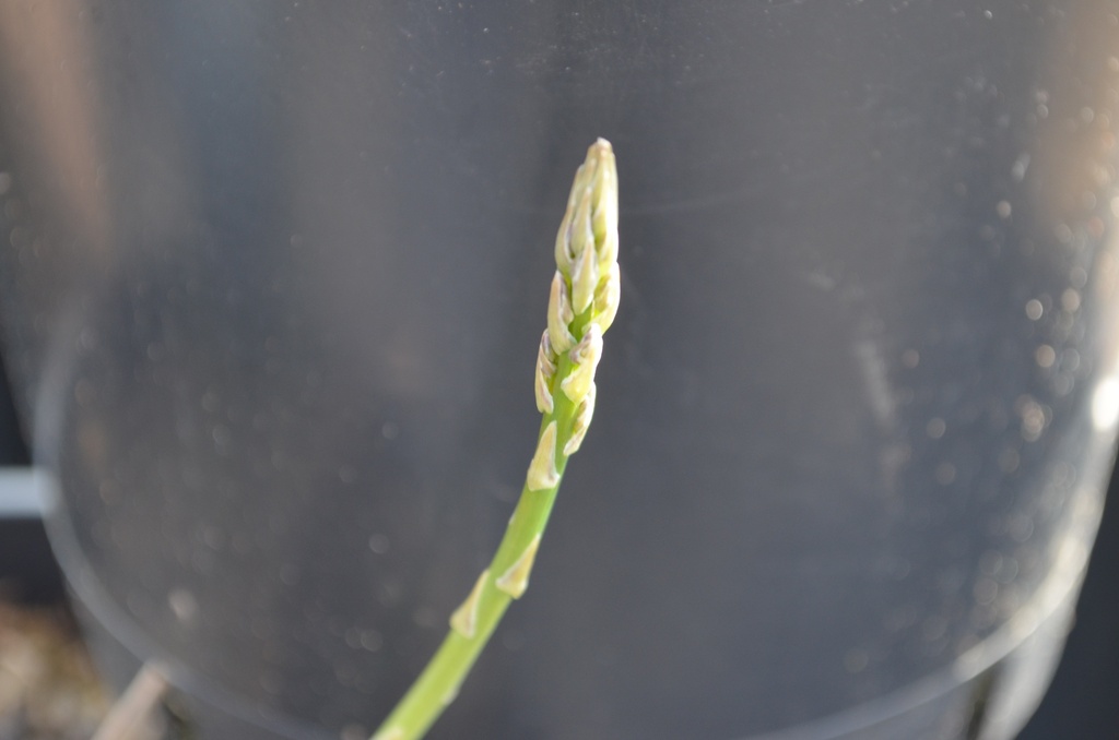 Asparagus officinalis 'Vitalim' (Bio)