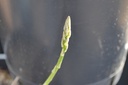 Asparagus officinalis 'Vitalim'