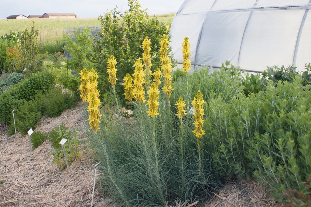 Asphodeline lutea (Bio)