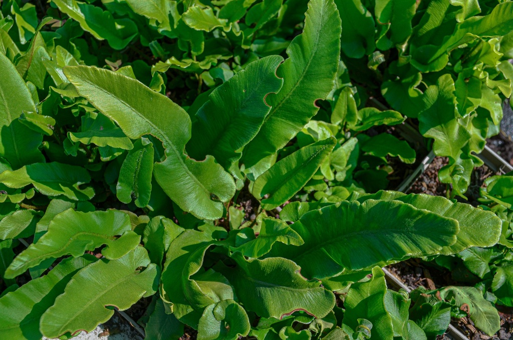 Asplenium scolopendrium