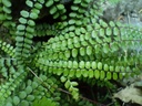 Asplenium trichomanes