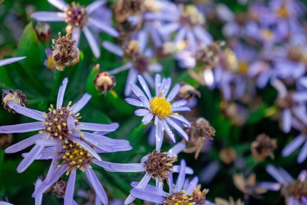 Aster ageratoides 'Adustus Nanus'