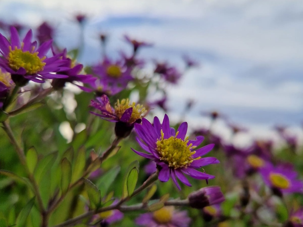 Aster ageratoides 'Ezo Murasaki' (Bio)