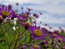 Aster ageratoides 'Ezo Murasaki'