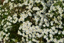 Aster ageratoides 'Starshine'