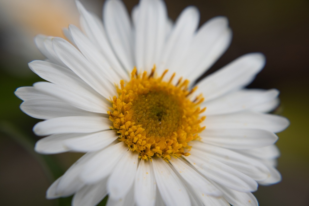 Aster alpinus 'Albus' (Bio)
