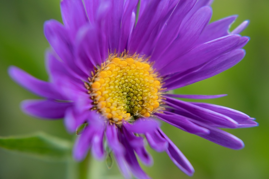 Aster alpinus 'Dunkle Schöne' (Bio)