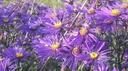 Aster amellus 'Veilchenkönigin'