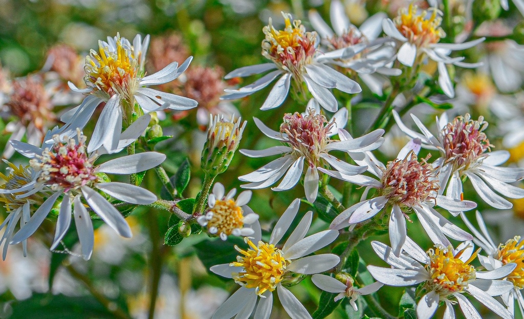 Aster divaricatus