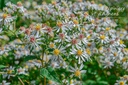 Aster divaricatus
