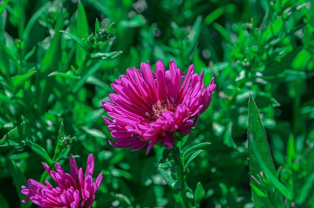 Aster dumosus 'Jenny' (Bio)