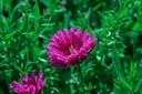 Aster dumosus 'Jenny'